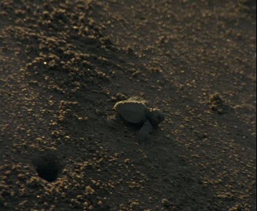 single turtle hatchling making its way across the beach