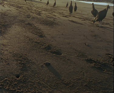 single turtle hatchling making its way across the beach with waiting vultures in background.