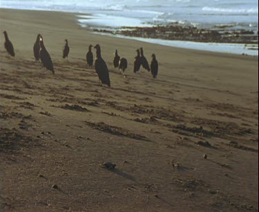 single turtle hatchling making its way across the beach with waiting vultures in background.