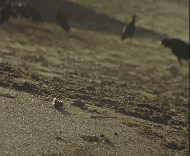 Turtle hatchling making its way across the sand towards the sea with vultures in background out of focus. A vulture comes up and picks the turtle up, carrying it away when the other vultures approach.