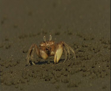 Colourful red crab doing funny dance along the sand. It picks up bits of sand and eats them spitting out pellets of mud.