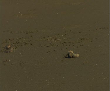turtle hatchling making its way to sea towards camera. It goes past a crab. The crab suddenly ducks and hides in its hole then the powerful talons of a vulture approach. The vulture hovers over the ha...