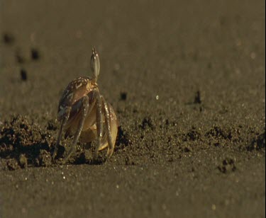 crab disappearing into its hole