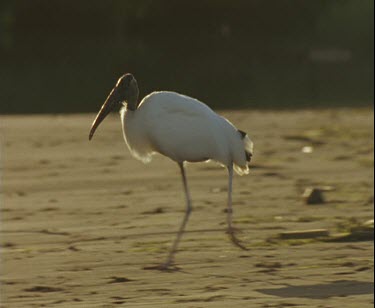 wood stalk walks across sand and into water where it feeds