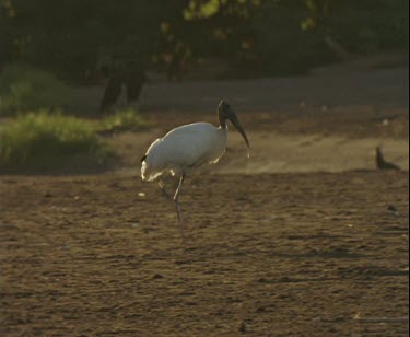 wood stalk walking across beach past groups of vultures