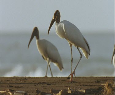 Wood stalks resting on one leg and looking for turtle hatchlings with sea in soft focus behind. Wood stalks walks off screen.