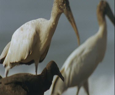 Wood stalks and black vultures on beach with sea in background