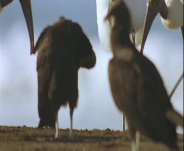 Wood stalks and black vultures on beach with sea in background