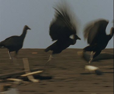 Vultures do a funny hopping run across the beach. They race to pick up turtle hatchlings and hop away.