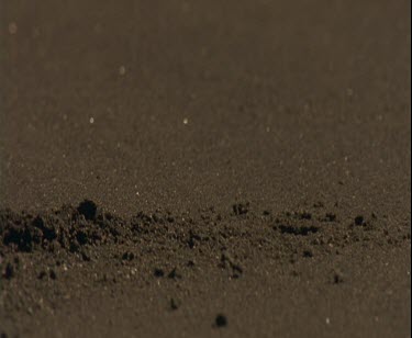 crab emerges from hole with dead baby turtle hatchling