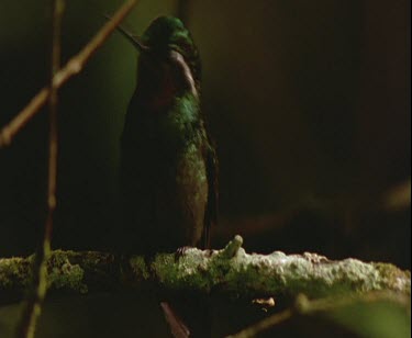 green bird with colourful purple neck