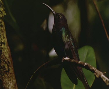 hummingbird on tree