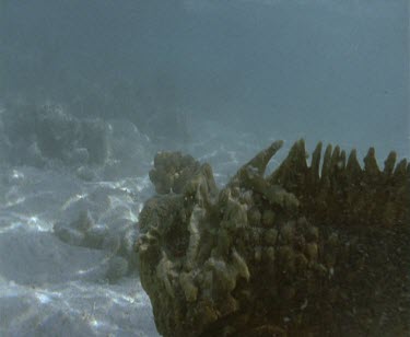 stonefish swimming towards camera
