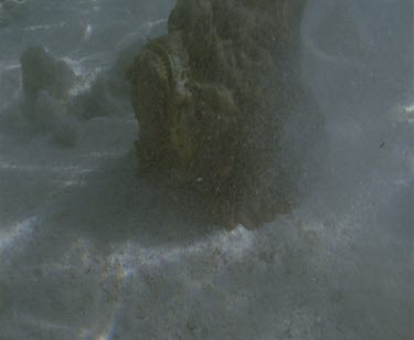 stonefish swimming
