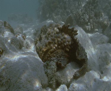 person sandal walks past camouflaged stonefish underwater