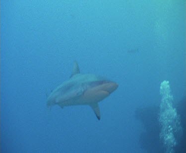 Sharks swim away, remora swim after it