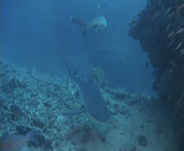 Sharks swim towards camera, does sharp turn and swim back.