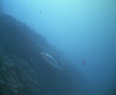 Sharks swim past camera