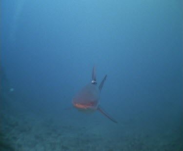 Sharks swimming towards camera