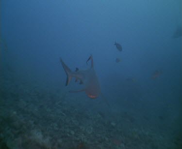 Sharks swimming towards camera and divers. The Sharks swim away again.