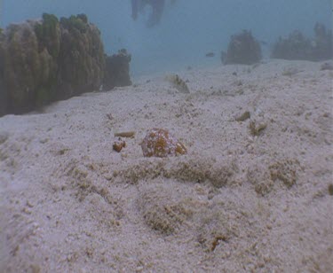 Diver swim towards camera, picks up a shell Cone Shell on the ocean floor and swim over the camera.