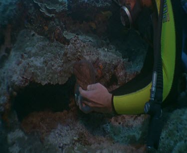 Diver stroking Moray Eel