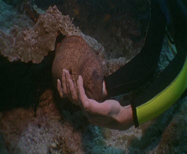 Moray Eel peeking out from reef floor cave