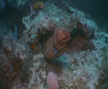 Moray Eel exiting lair cave and swimming right up to camera.