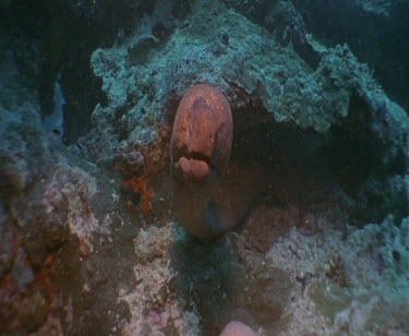 Moray Eel exiting lair cave and swimming right up to camera.