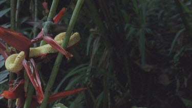 Eyelash viper with red flower, motionless in the sunlight, bird darts past.