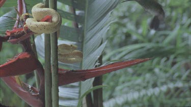 Eyelash viper on entwined in foliage Two hummingbirds approach,