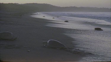 Turtles slowly returning to ocean. Two turtles pass