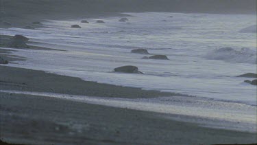 Turtles in the shallow on the beach, re entering the water