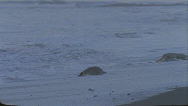 Long shot. Two turtles enter water, one turtle moving on to beach.