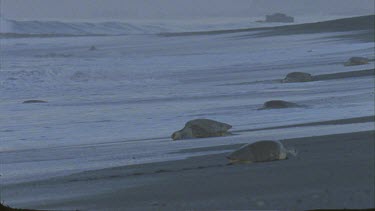 Long shot of Turtles in the surf, re entering the water. Waves breaking