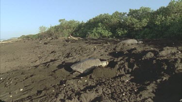 Turtles on beach, digging holes to lay eggs