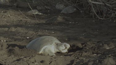 Turtle digging hole to lay eggs and laying eggs. Black vulture walks past in background.