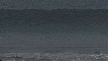 Wave rising and crashing on beach directly towards camera. A lone turtle rides the wave.