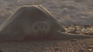 Early morning light. Turtle slowly making its way up beach. The waves crash over it.