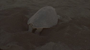 Low light. Turtle excavating hole for eggs.