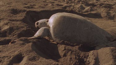 Turtle covering its nest with sand after laying its eggs.