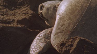 Turtles' head and front legs as it covers its nest with sand after laying its eggs.