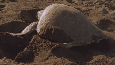 Turtle covering its nest with sand after laying its eggs.