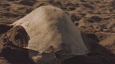 Rear shot of turtle covering its nest with sand after laying its eggs.