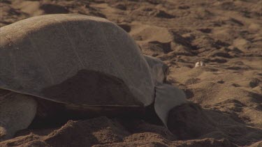 Turtle slowly moving out of shot after laying its eggs then covering its nest with sand.