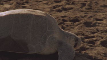 Turtle moving slowly through sand towards the water, after laying its eggs.