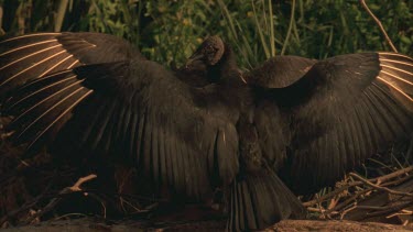 Vultures with wings outstretched, then retracts wings to normal position.