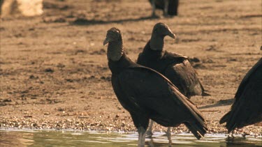 Vultures standing in shallow water, drinking.