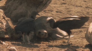 Vultures on the sand, feeding on dead Olive Ridley Turtle.