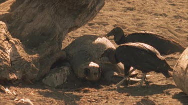Vultures on the sand, feeding on a dead Olive Ridley turtle.